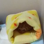 [찌야] 화이트초코슴도치