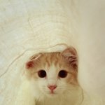 [라일락] 파.괴.왕 노르웨이숲 라일락!!!