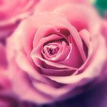 신천지 스파이 <b>no</b>! 사랑의 스파이에요