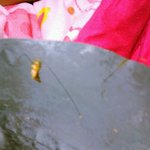 [댓글부탁] <b>사진</b>있음)라면먹다가 <b>이런</b>게 나왔어요ㅠㅠㅠ