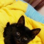 내가고양이를키우다니