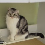 [유봉이네] 서열 1위 등극 앙즈(유봉이네)