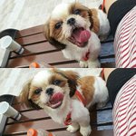 [EXO] 우리 강아지 귀엽지않니ㅎㅎㅎㅎ
