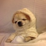 [EXO] 난 <b>이</b> <b>강아지</b>가 세상에서 제일 귀여움