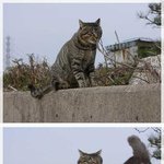 [고양이] 코파기 <b>명당</b>