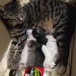 껌둥이 <b>분양</b>되던날 #1