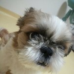 [EXO] 우리집 강아지 <b>미용</b>했는데ㅋㅋㅋㅋㅋ