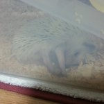 [흥힝킁] [후기] 고슴도치가 궁금한 당신을 위한 현실적 q&amp;a