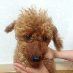 [도와주세요] [꼭 봐주세요!] <b>갈색</b> 푸들의 주인을 찾습니다
