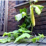 [<b>사색</b>글] * 멘토 *