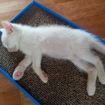 [유기묘] <추가>인천 유기묘 3<b>꼬물</b>이 사진전...