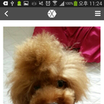 [EXO] 몽구애미하고 싶은 충동이 