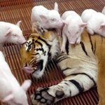 <b>동물</b>들의 웃긴 순간들