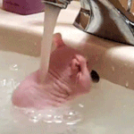 [EXO] 헐이거뭐야? <b>돼지</b>인가?