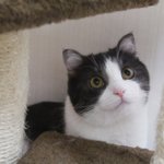 [꿀고양이] 달콤한 꿀고양이 유청이