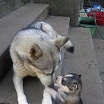 [강아지] 아빠한테 고자질하는 <b>허스키</b>