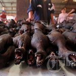 [EXO] 혐 박쥐고기