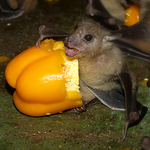 [EXO] 박쥐가 에볼라<b>바이러스</b> 숙주라니