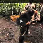 [<b>대박</b>] 멍청한 군인들과 <b>침</b>팬치 ㅋㅋ