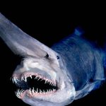 [도도] 정말 지리는 <b>고블린</b> 상어