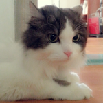 [유기묘] 유기묘 도움이 필요합니다.