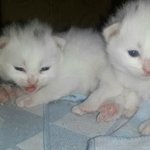 [<b>폭스</b>] 아기냥이 <b>폭스</b>를 소개합니다~