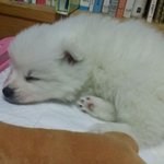 [20대] 사촌언니가 스피츠 분양해줬어요 ㅋㅋ