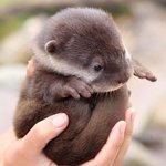 [꼭봐주세요] 아기수달이 사는 500년된 숲의 마을이 사라진대요...