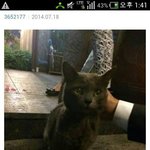 [콜로라도] 그 고양이에게 <b>속지</b>마세요...