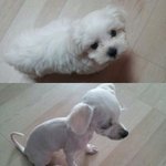 [EXO] 오늘 우리집 강아지 <b>미용</b>시켰는데