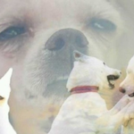 [EXO] 나 <b>실신</b>해서 응급실에와있어 대박