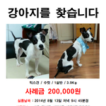 강서구 가양동 도와주세요!! <b>바둑</b>이 수컷 믹스견 찾아요!