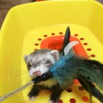 [갑만뽀] <b>갑순이</b> 만득이 뽀야의 일상