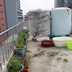 [허스키<b>심바</b>] <b>심바</b>의 산책일기 -잠시 안녕-