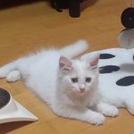 [<b>폭스</b>] 아기냥이 <b>폭스</b>의 두번째이야기 (부제: <b>폭스</b>의 늪)