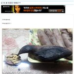 [엽기베스트] <b>새</b> <b>이름</b>이 뭐에요