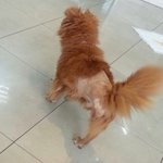 세발강아지 건이, 구조부터 입양까지.. 그리고 끝나지 않은 이야기...