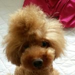 [EXO] 일부러 <b>뉴</b>아이돌<b>팀</b>에 하하껴놓거같음ㅋㅋㅋㅋ