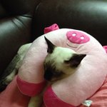 [꽃보다쿤이]  꽃미냥 쿤이 이야기 -9화