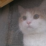 [<b>노랑</b>이] <b>노랑</b>이예요