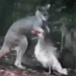 [펌질] 자기야 진정하고 내말 좀 들어봐 .<b>gif</b>