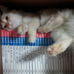 [박달쓰홈] 고양이 관련 지식 모음