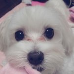 머루 두번째