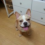 [노덕이들] 안녕하세요. <b>노엘</b>이와 덕배입니다