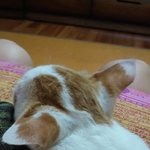 [고양이] 훈련법좀 공유해주세용 ^^