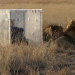 [펌질] 사자나라 <b>동물원</b>