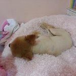 <b>통닭</b>인가 생닭인가