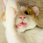 [고양이] <b>닝겐</b> 몰래 셀카 찍는 고양이들