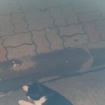 안산시 <b>단원구</b> 신길동 삼익아파트 고양이 잃어버리신분