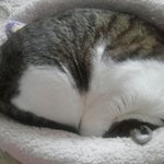 [고양이] 그녀석....